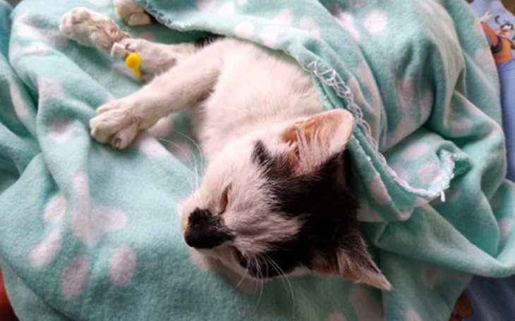 Zbiórka Leosia znowu walczy - zdjęcie główne