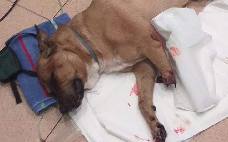 Zbiórka Uratujmy życie Lola - zdjęcie główne