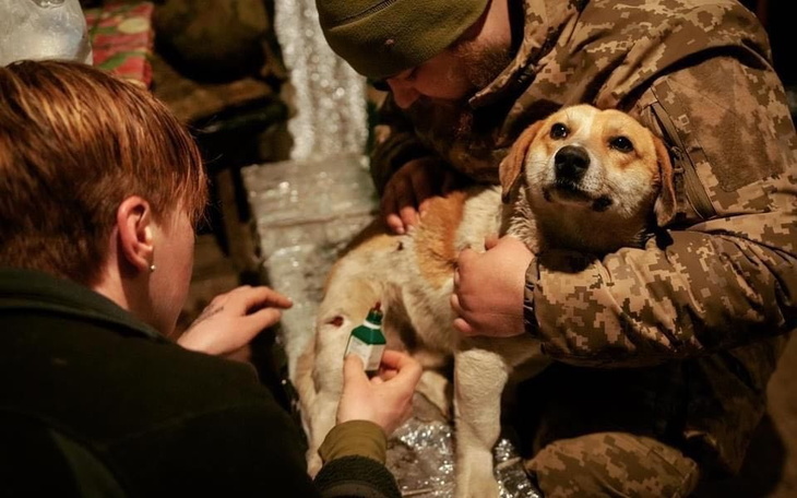 Zbiórka Na ratowanie psów z Ukrainy - zdjęcie główne