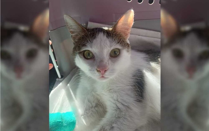 Zbiórka Potrzebne transportery... - zdjęcie główne