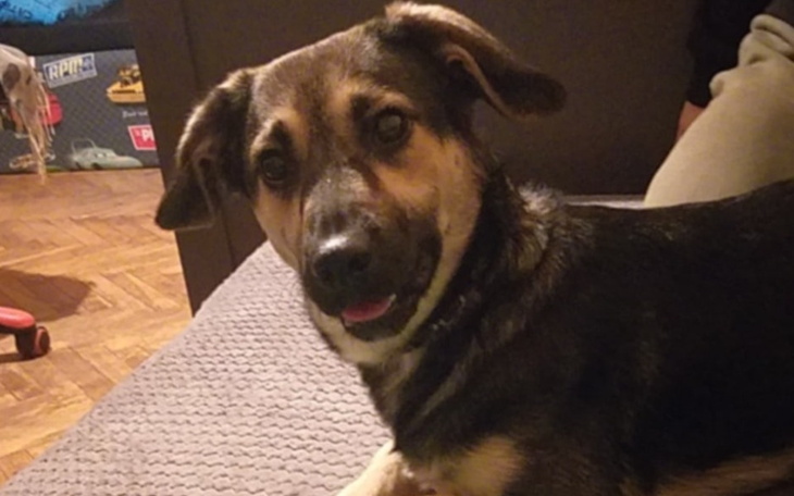 Zbiórka Pomoc dla pieska sibddbbeb - zdjęcie główne