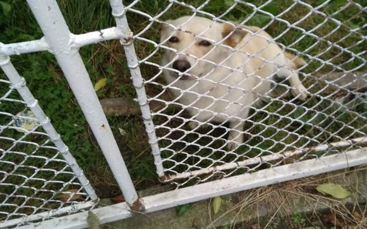 Zbiórka Na sterylizacje i karme dla suni - zdjęcie główne