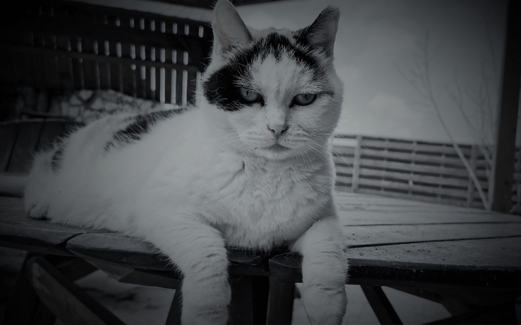 Zbiórka Pomoc dla Zuli - zdjęcie główne