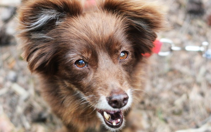 Zbiórka Toja zbiera na dentystę - zdjęcie główne