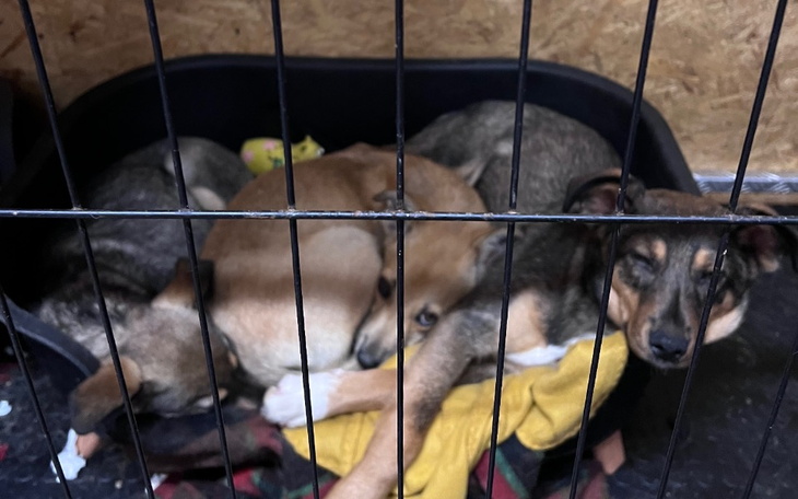 Zbiórka Schronienie dla porzuconych psów - zdjęcie główne