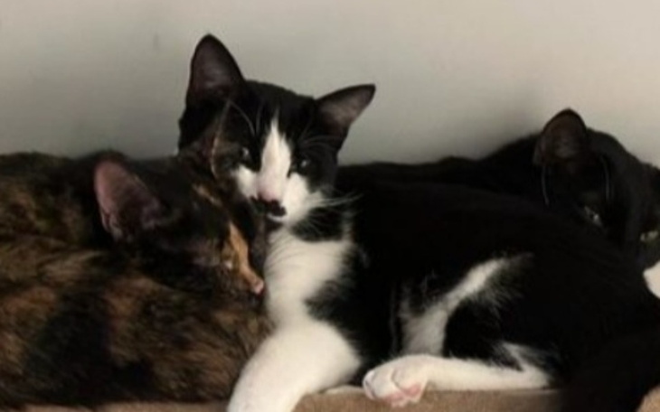 Zbiórka Na leczenie i pełne brzuszki - zdjęcie główne