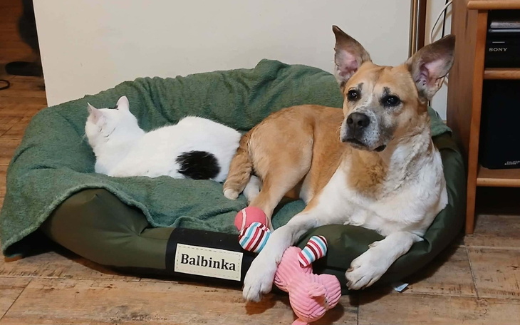 Pies i kot odpoczywają razem w wygodnym legowisku.