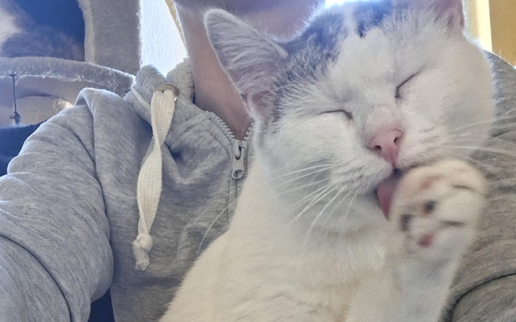 Zbiórka Ula i jej koci podopieczni - zdjęcie główne