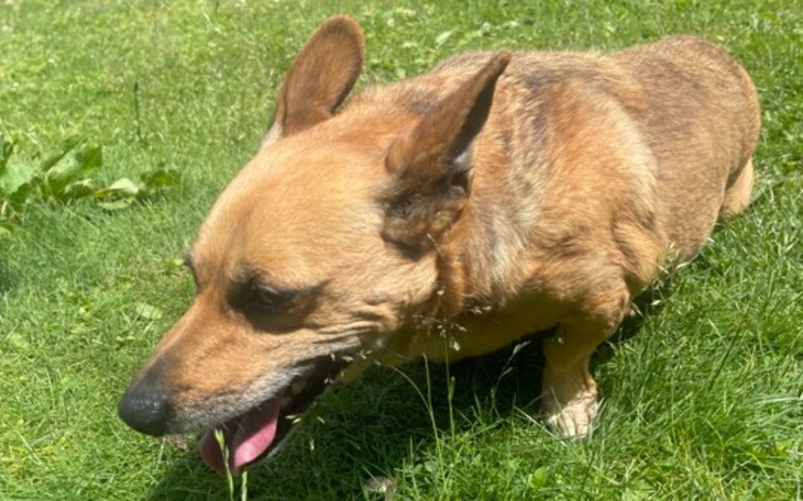 Zbiórka Pomoc dla Misia po wypadku - zdjęcie główne