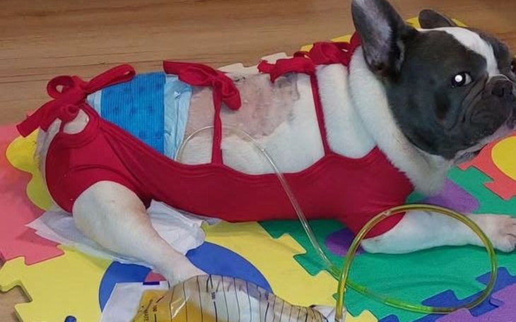 Pies w czerwonym kostiumie, leżący na kolorowej macie, z rurką medyczną.