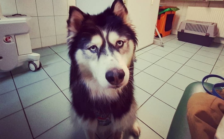 Zbiórka Operacja Snopiego - zdjęcie główne