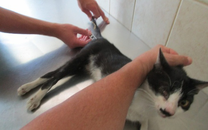 Zbiórka Leczenie bezdomnej kotki!!! - zdjęcie główne