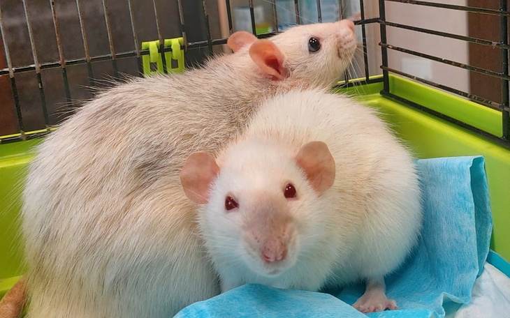 Zbiórka DT na Świerkowej Weterynarz - zdjęcie główne