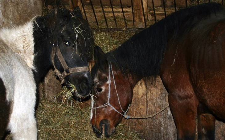 Zbiórka Targ w Pajęcznie - Skaryszew bis - zdjęcie główne