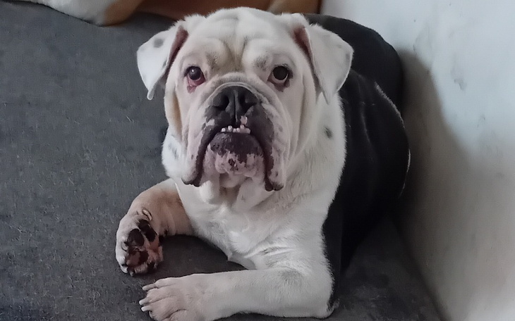 Zbiórka Operacja zaćmy buldog angielski - zdjęcie główne