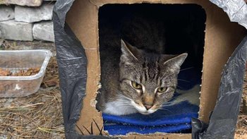 Zbiórka Diagnostyka i leczenie Dinusia - miniaturka zdjęcia