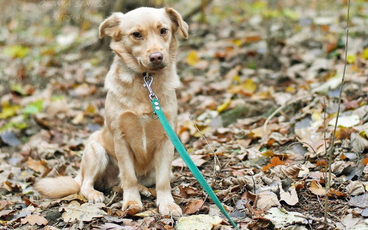 Zbiórka Obroże dla bezdomniaków - zdjęcie główne