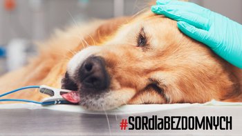 Zbiórka SORdlaBEZDOMNYCH - miniaturka zdjęcia