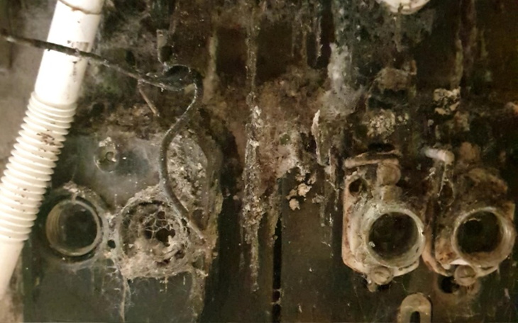 Kotek z różnymi kolorami oczu, leżący na kanapie.