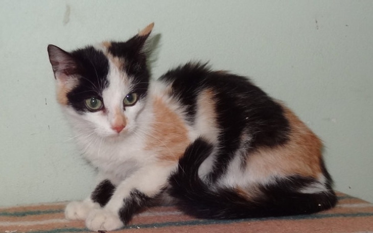 Mały kotek w kolorach czarno-białych, siedzący na podłodze.