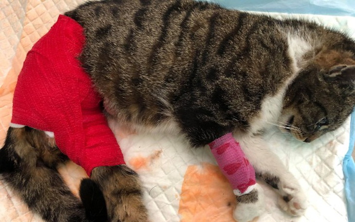 Zbiórka Mimi - zdjęcie główne