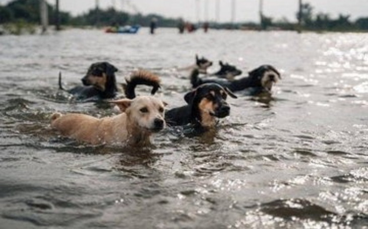 Zbiórka Pomoc zwierzętom przed powodzią - zdjęcie główne