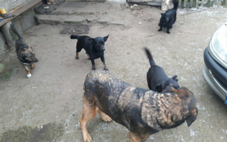 Zbiórka Pomóż im przetrwać czas zimowy - zdjęcie główne