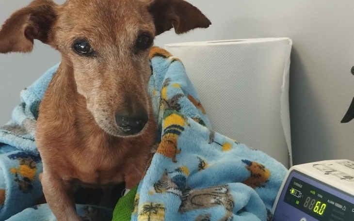 Zbiórka Leczenie w szpitału Tobika - zdjęcie główne