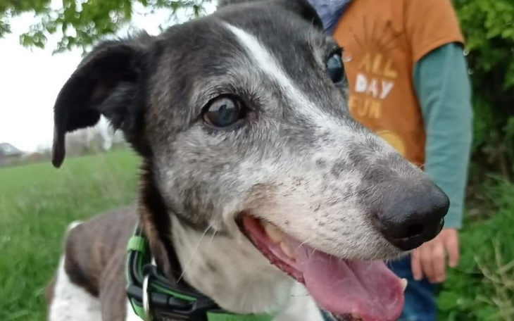 Zbiórka Pomoc dla niewidomego Sonara - zdjęcie główne