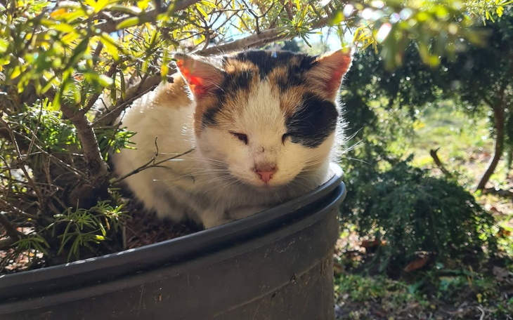 Kot odpoczywający w doniczce, otoczony zielenią.