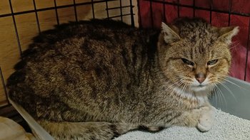 Zbiórka Seniorka Stasia prosi o pomoc - miniaturka zdjęcia