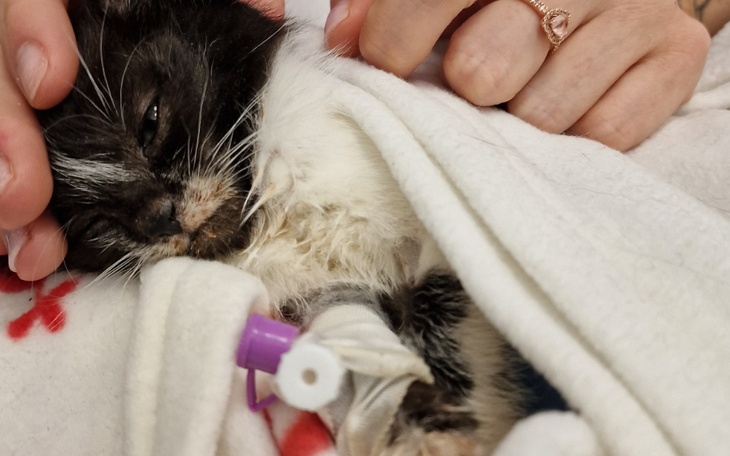 Zbiórka Pomóżmy małym kiciusiom - zdjęcie główne