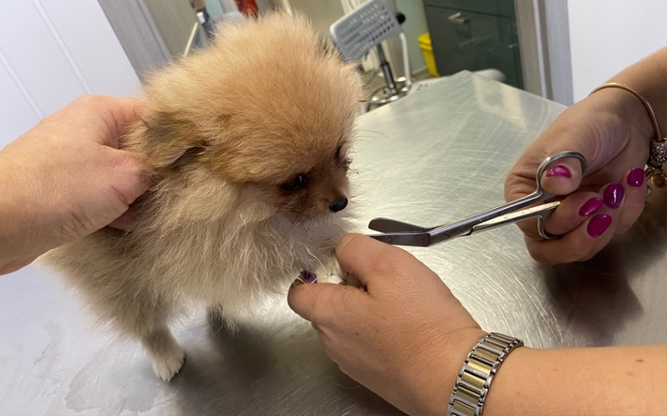 Zbiórka Ratujemy szpicusiowe maleństwo - zdjęcie główne