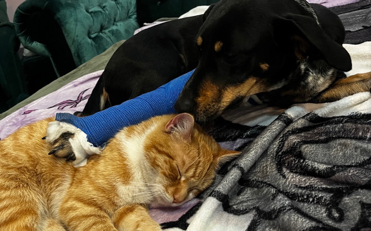 Pies i kot odpoczywają razem na łóżku.