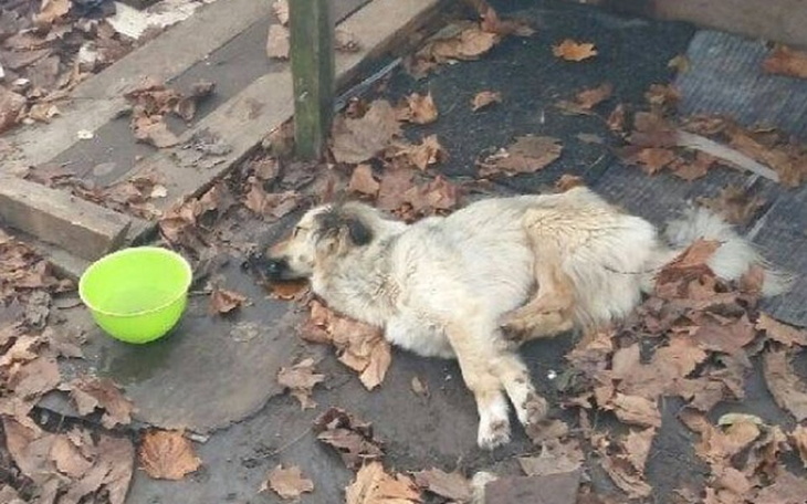 Zbiórka Zagłodzona na krowim łańcuchu! - zdjęcie główne