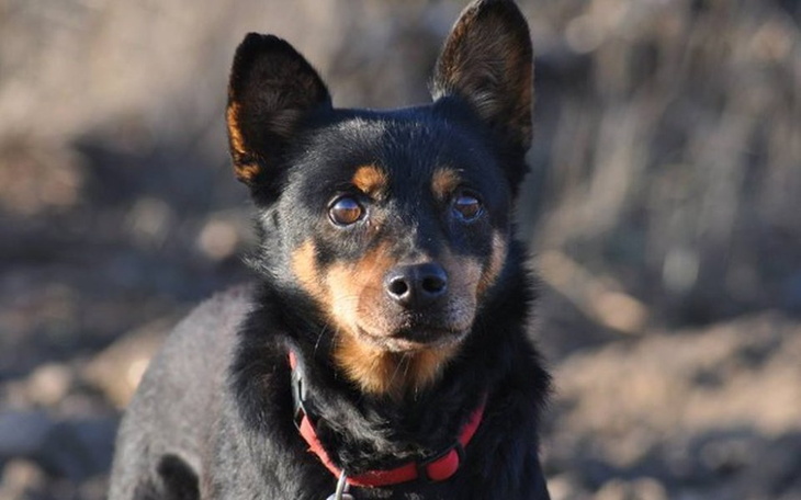 Czarny pies z brązowymi łatami, patrzący w dal.