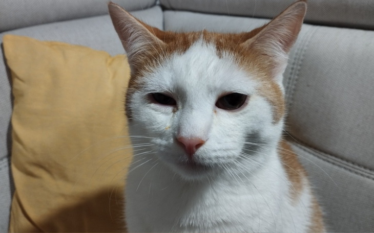 Zbiórka Uratujcie moje oczka - zdjęcie główne