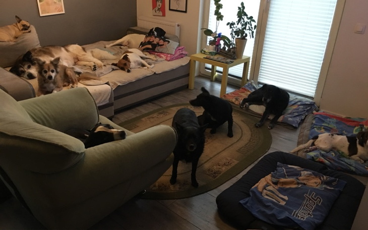 Pokój pełen psów, relaksujących się na kanapach i podłodze.