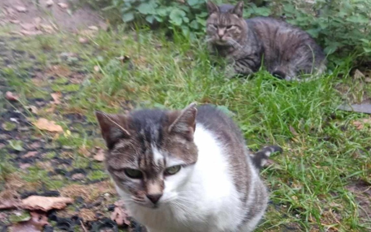 Zbiórka Na operacje bezdomnych kotów - zdjęcie główne