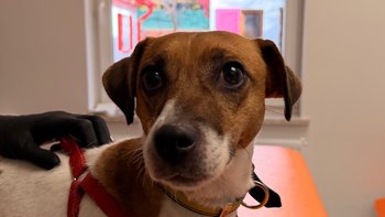 Zbiórka Pomoc Kalince - miniaturka zdjęcia