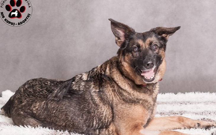 Zbiórka Samotne bezdomne zwierzeta - zdjęcie główne