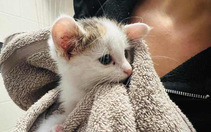 Zbiórka Malinka miala skończyć w stawie - zdjęcie główne