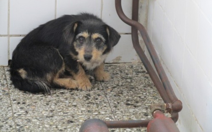 Zbiórka Karma dla psów schronisko. - zdjęcie główne