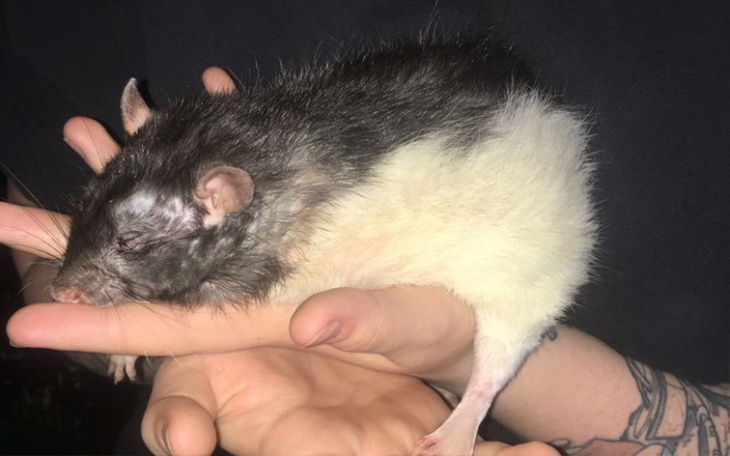 Zbiórka leczenie Cwaniaka - zdjęcie główne