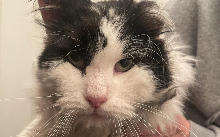 Kot z długimi wąsami, patrzący w obiektyw.