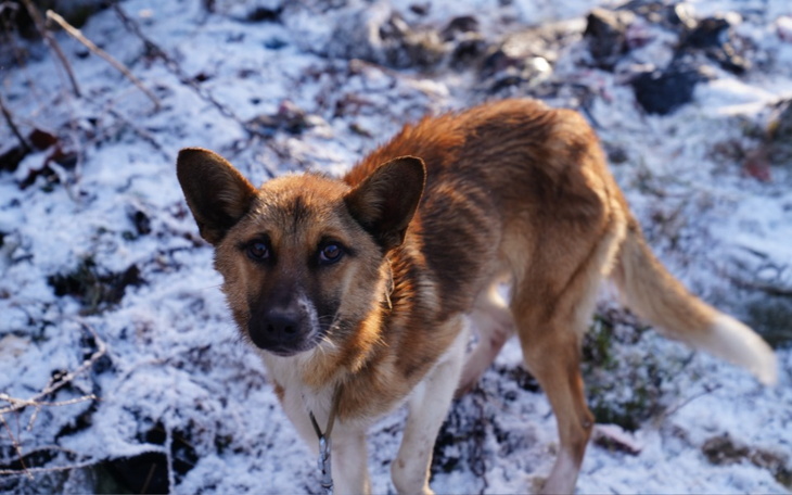 Pies na śniegu, z ciekawym spojrzeniem.