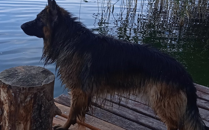 Zbiórka Zbieram na karmę dla pieska. - zdjęcie główne