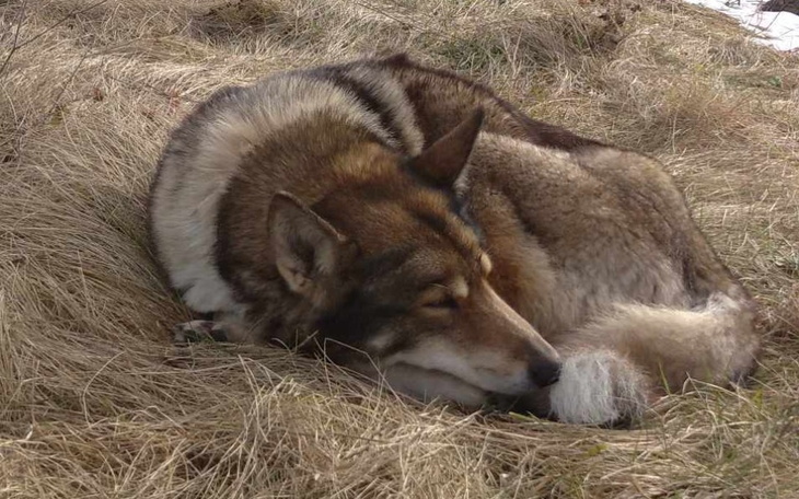 Spokojny wilk leżący na trawie, z zamkniętymi oczami.