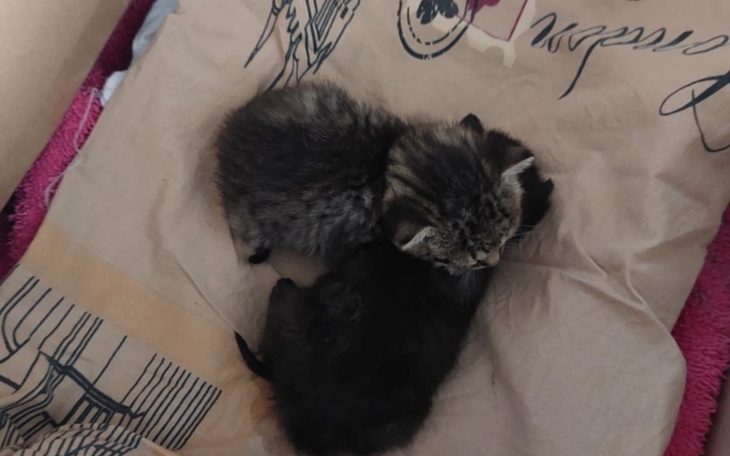 Dwa małe kocięta śpiące na poduszce.