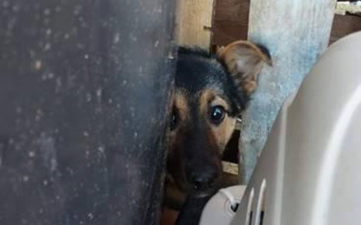 Zbiórka Pomóżmy Mirze - psi los - zdjęcie główne